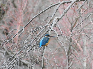 木の上で佇む野生のカワセミ