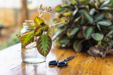 home gardening, water propagating begonia variety, partially submerge stem in a glass of water