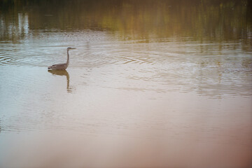 水面の中で獲物を狙うサギ