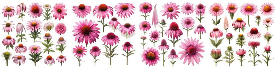 Echinacea  Flower Set Concept Props For Icon Designing Hyperrealistic Highly Detailed Isolated On Transparent Background Png File - obrazy, fototapety, plakaty