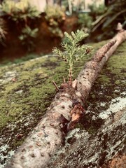 moss on tree