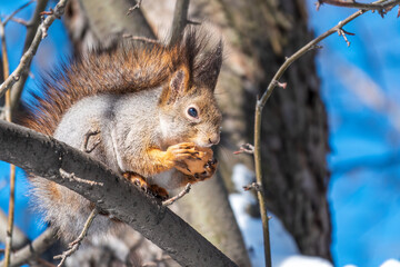 Fototapeta premium The squirrel with nut sits on tree in the winter or late autumn