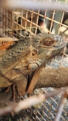 Iguana is kept in cages for tourists to visit. This reptile with a rugged appearance, quite similar to a prehistoric dinosaur, has attracted a lot of attention and love from many people.
