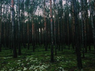 Polish forest 
