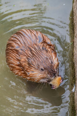 Wild animal Muskrat, Ondatra zibethicuseats, eats on the river bank
