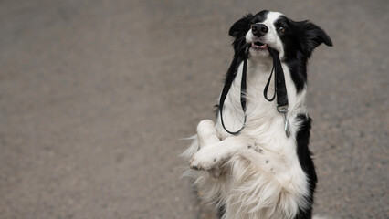 Border collie holding leash in mouth outdoors.  - obrazy, fototapety, plakaty