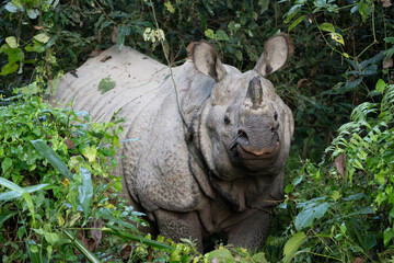 One Horned Rhino in the Jungle