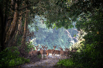 Spotted Deer in a Clearinf in the Jungle