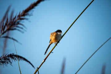 Shrike Perched on a stem of Grass