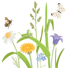 field flowers and grass, vector drawing wild flowering plants with butterfly, grasshopper and bumblebee at white background, floral border, hand drawn botanical illustration