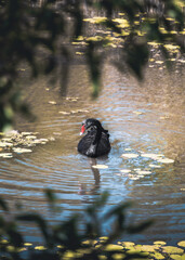 black swan swimming