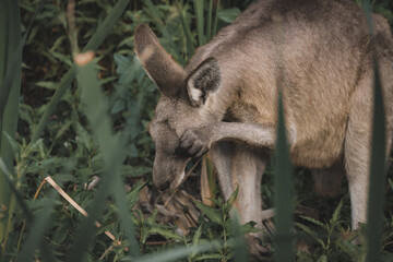 Obraz premium kangaroo in the wild