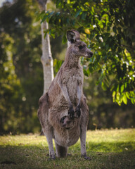 kangaroo and baby