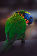 lorikeet