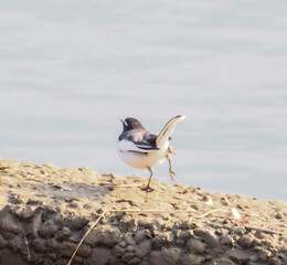 セグロセキレイ