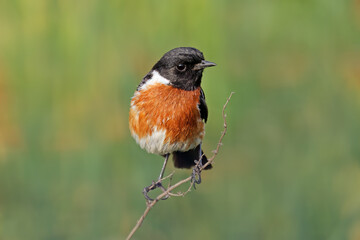 A male African stonechat (Saxicola torquatus) perched on a branch, South Africa.