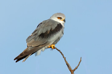 A black-shouldered kite (Elanus caeruleus) perched on branch, South Africa.