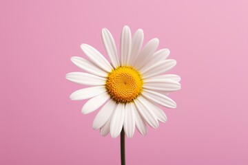Beautiful daisy flower on pink background, closeup.