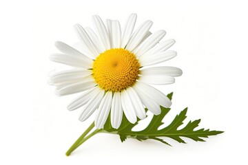 Chamomile flower on a white background. Studio photography.