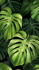 Tropical greenery leaf plant herbs leaves monstera c
