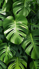 Tropical plant Monstera leaves overhead view flat abstract background
