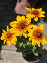 yellow flowers on the deck
