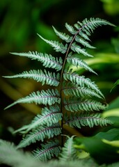 japanese painted fern leaves