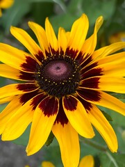 black-eyed susan flower in the garden