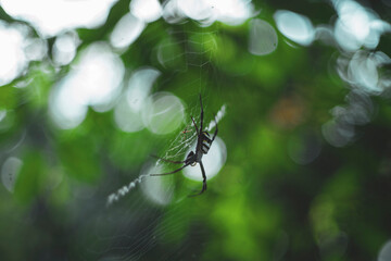 Spiders are soft-bodied, sometimes harmful and sometimes poisonous insects. They also eat meat, set traps to catch prey, and eat a lot of mosquitoes or small insects.