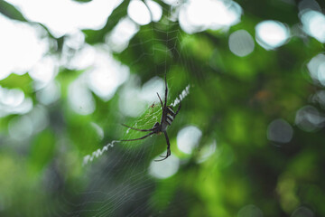 Spiders are soft-bodied, sometimes harmful and sometimes poisonous insects. They also eat meat, set traps to catch prey, and eat a lot of mosquitoes or small insects.
