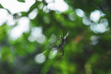 Spiders are soft-bodied, sometimes harmful and sometimes poisonous insects. They also eat meat, set traps to catch prey, and eat a lot of mosquitoes or small insects.