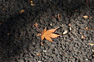 日本の秋　オレンジに染まったモミジ