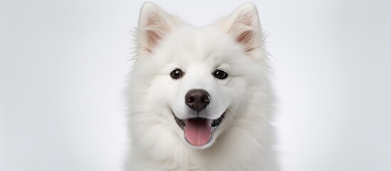In the isolated white background, a happy white dog with a cute face is captured in a portrait, showcasing its sweet and purebred Finnish breed, making it a perfect domestic pet and loyal friend.