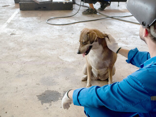 dog animal pet labor person people human male man white hardhat labor Stroking the dog's head love tool puppy work happy cute holiday boy body part human hand beautiful brown american sitting cute