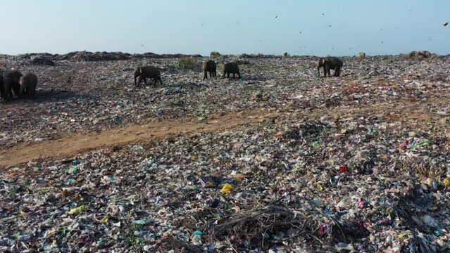 여러마리의 코끼리들이 올두빌 팔라카우 폐기물 처리장의 쓰레기 더미에서 먹이활동을 하는 항공 촬영 영상  