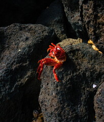 Deep red crab peers out from rugged lava-strewn coastline