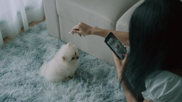 Black hair woman taking a photo of cute little white spitz dog on carpet in living room