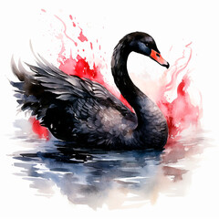 black swan on the water, watercolor illustration