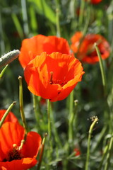 Obraz premium red poppy flower 