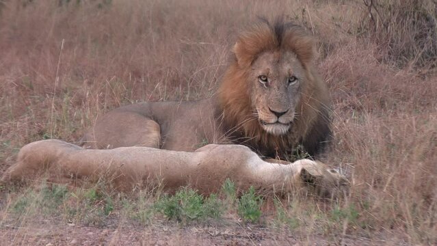 A male lion resting with a lioness watches the camera.