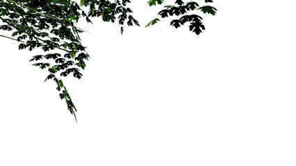 tree leave nature transparent cut out forest isolated background 3d render.