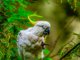 Close Feeding Cockatoo