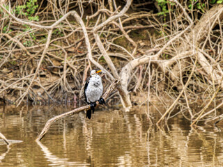 Cormorant In The Logs