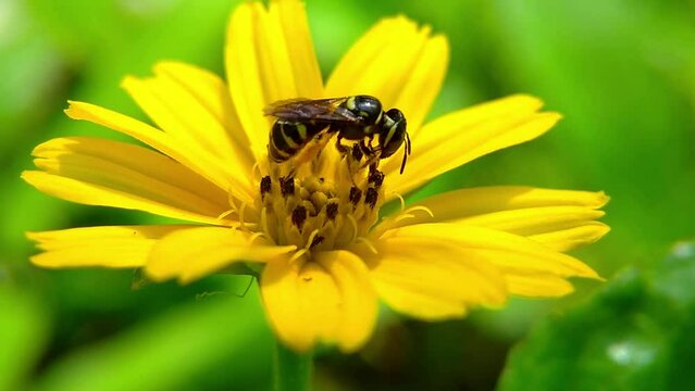 Honey bees suck wedelia flower nectar