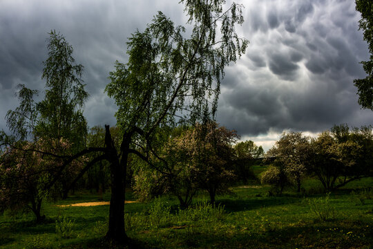 Gloomy landscape with trees against the backdrop of menacing asperatus clouds