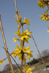 Forsythia(Golden bell flowers) in the spring .