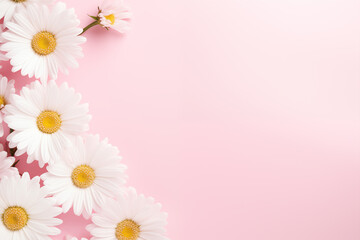 White chamomile daisy flowers on a pale pink background with copy space, Floral background, Generative AI