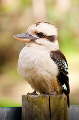 Fototapeta premium Profile view of a native Australian Blue-winged Kookaburra bird