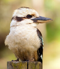 Profile view of a native Australian Blue-winged Kookaburra bird