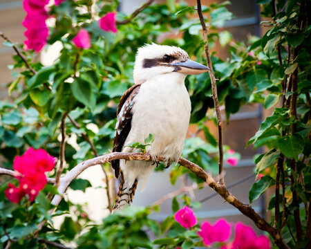 Australian native Kookaburra perched on a branch with flowers around